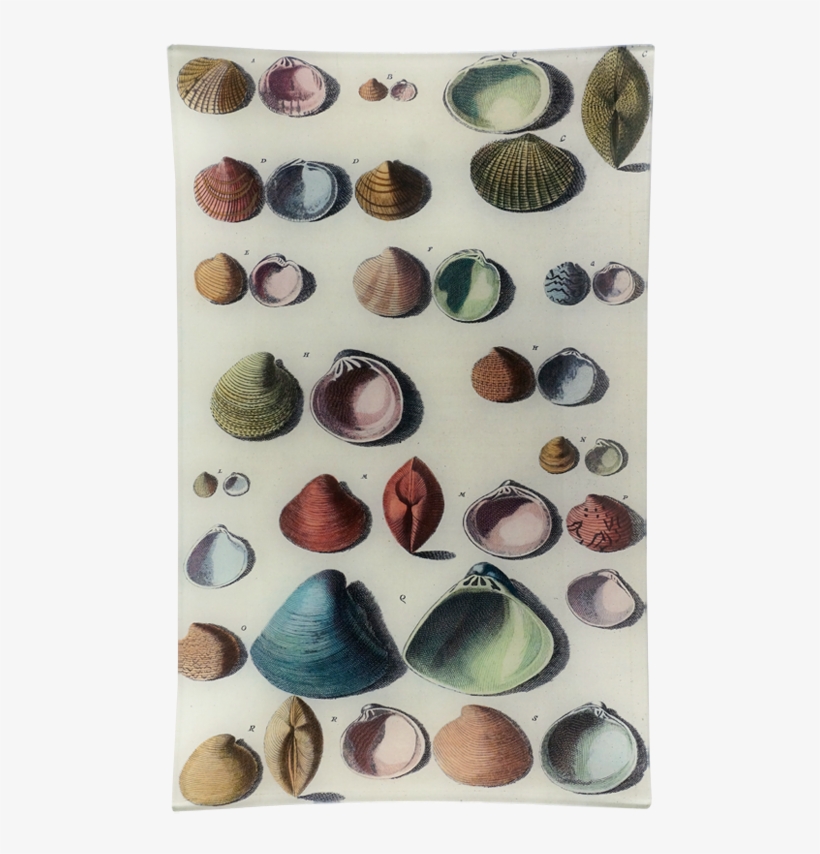 Shell, transparent png download