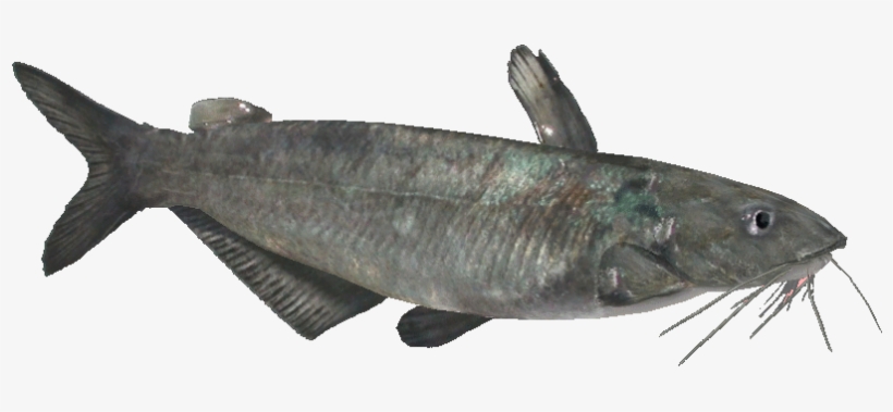 Bluecatfish - Oily Fish, transparent png download