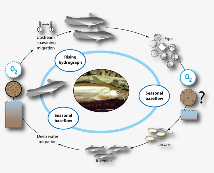 Life Cycle Of Hyrtl's Catfish - Life Cycle, transparent png download