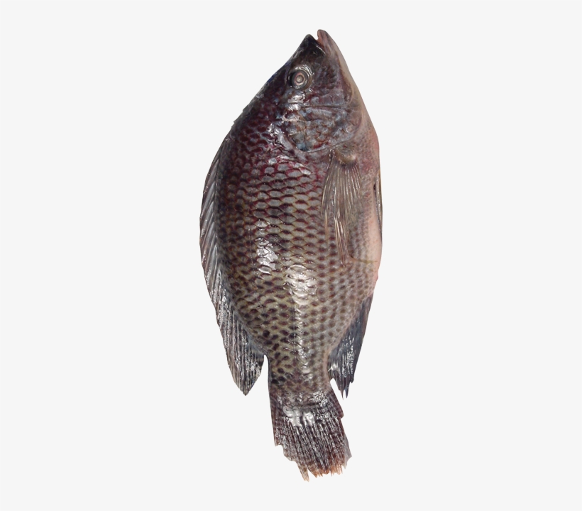 Fresh Basa/catfish/pangasius Bocourti From Vietnam - Pomacentridae, transparent png download