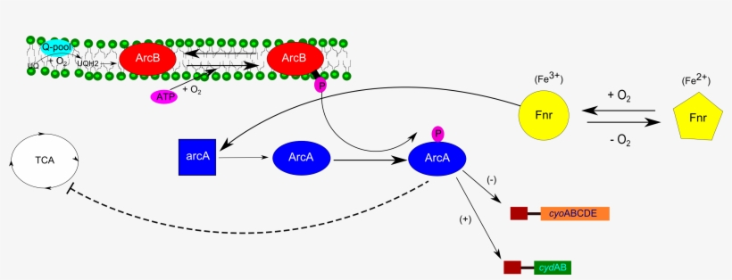 Arc Regulation - Diagram, transparent png download