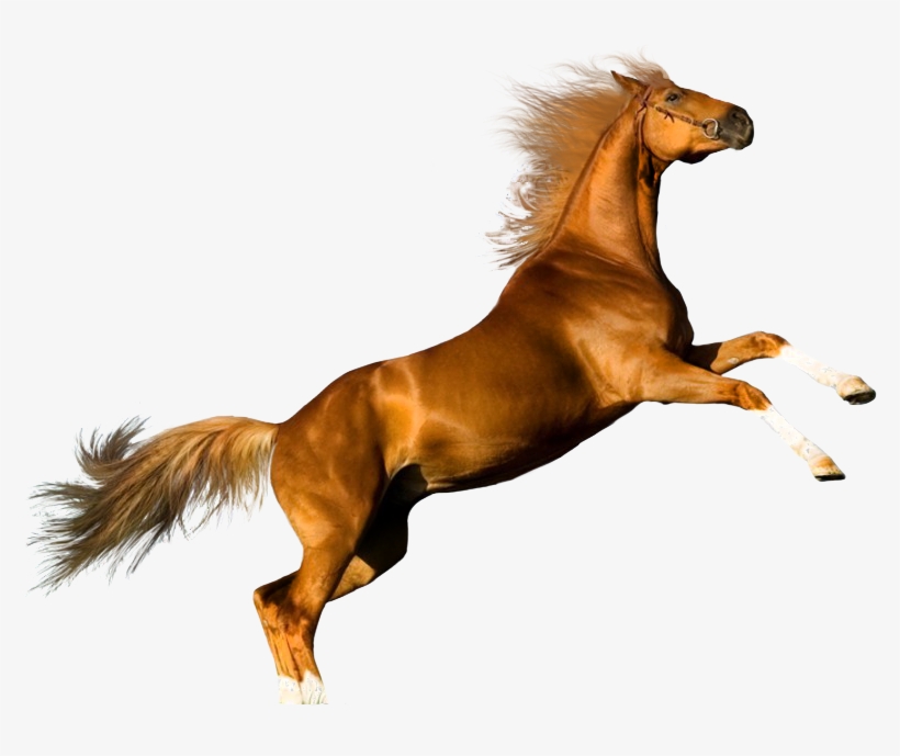 Gato Y Caballo - Png Images With Transparent Background Download, transparent png download