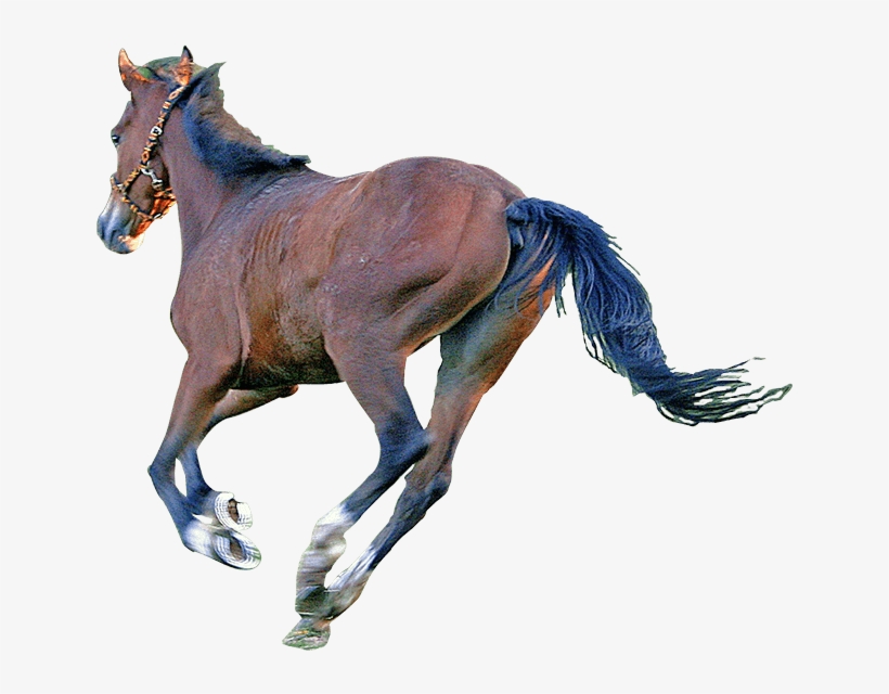 Caballo - Sorrel, transparent png download