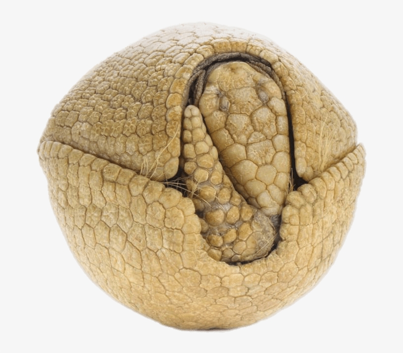 Animals - Armadillos Hard, transparent png download