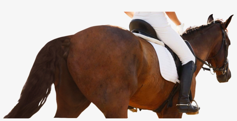 ¿quieres Saber Más Déjanos Tus Datos - Sorrel, transparent png download