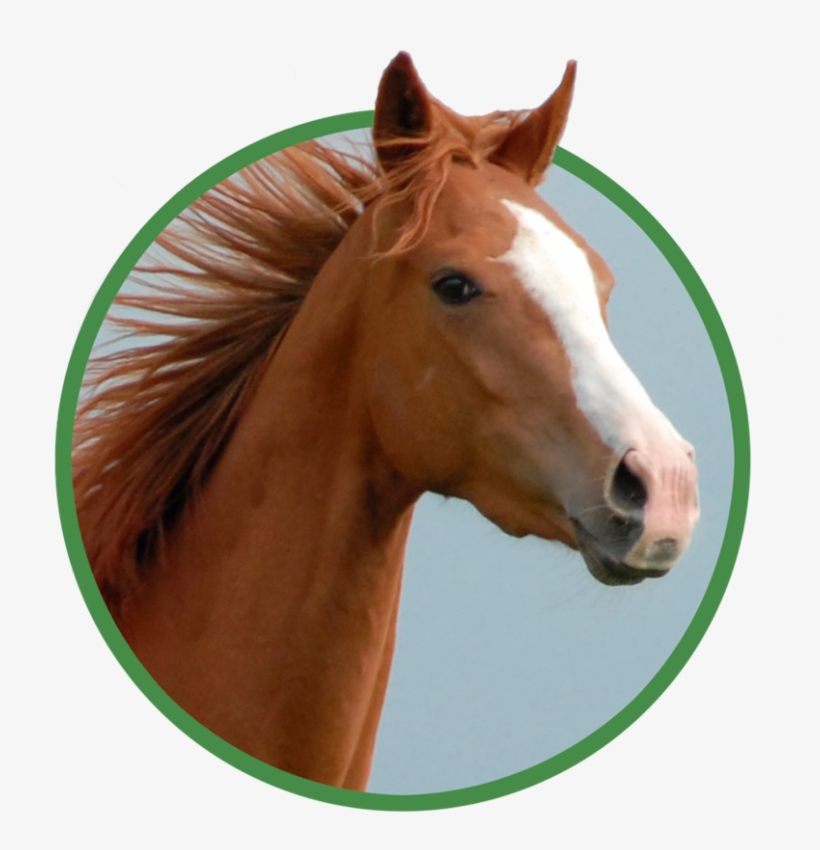 Pienso Ecológico Camellos - Sorrel, transparent png download