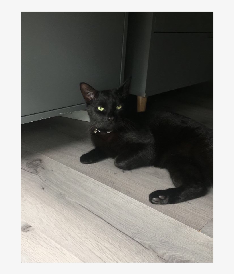 Felix Is Missing - Black Cat, transparent png download