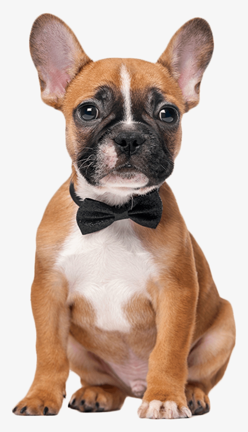 Bulldog Francês Com Gravata, transparent png download