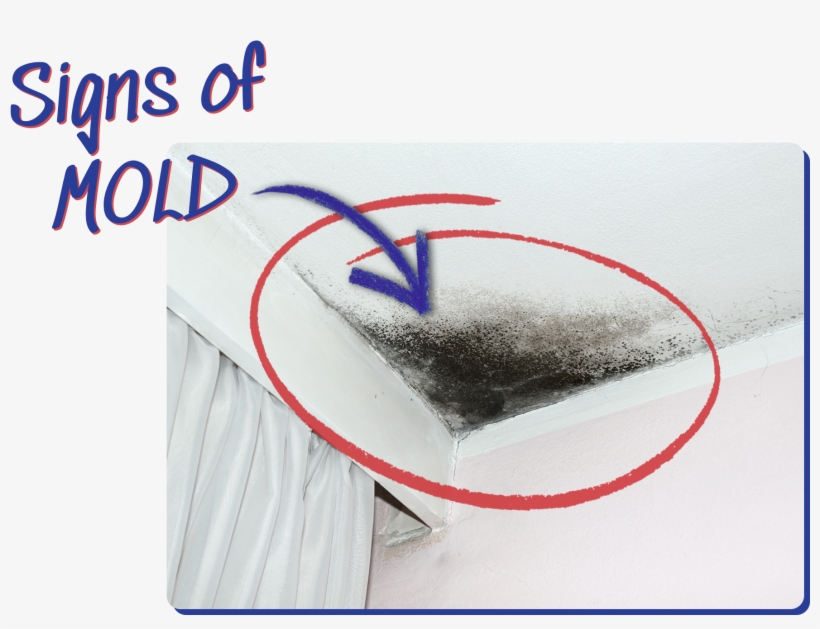 Signs Of Mold Example - Sketch, transparent png download