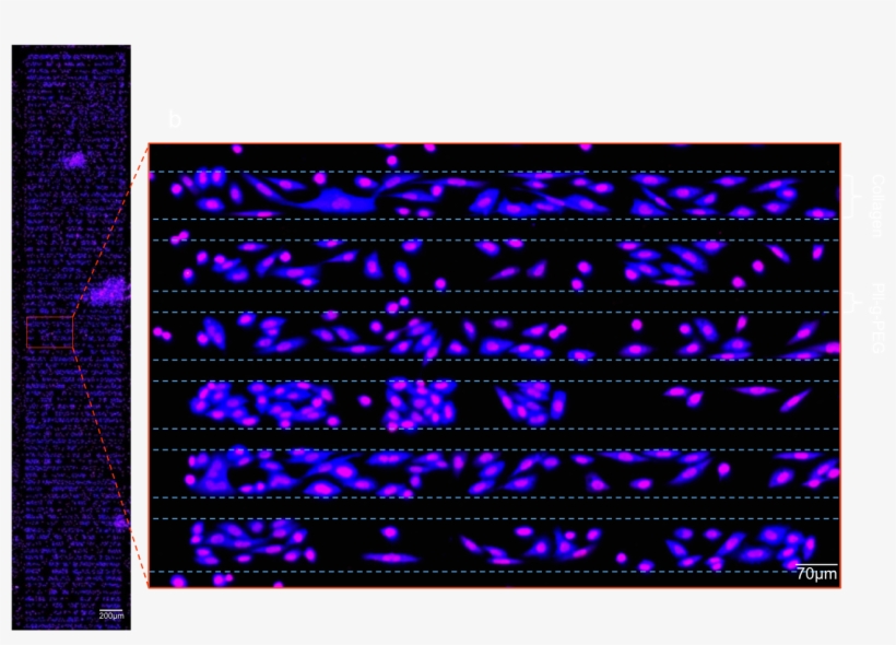After Fluorescence Staining Cells Are Detected With, transparent png download