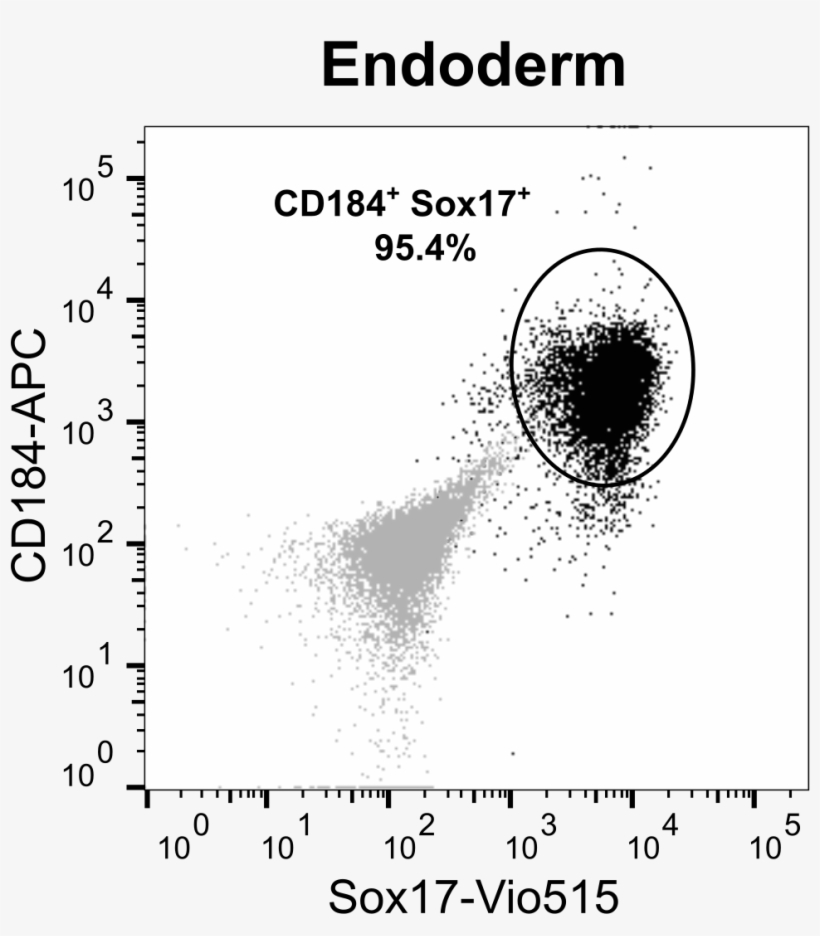 190204 Trilineage Bihi002a Afh Endoderm - Circle, transparent png download
