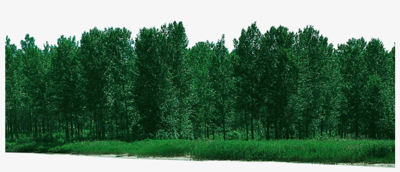 Forest Free Download Png - Psd File, transparent png download