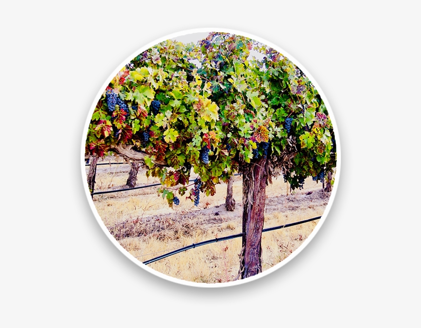 Dead Crow-old Wine2 - Circle, transparent png download