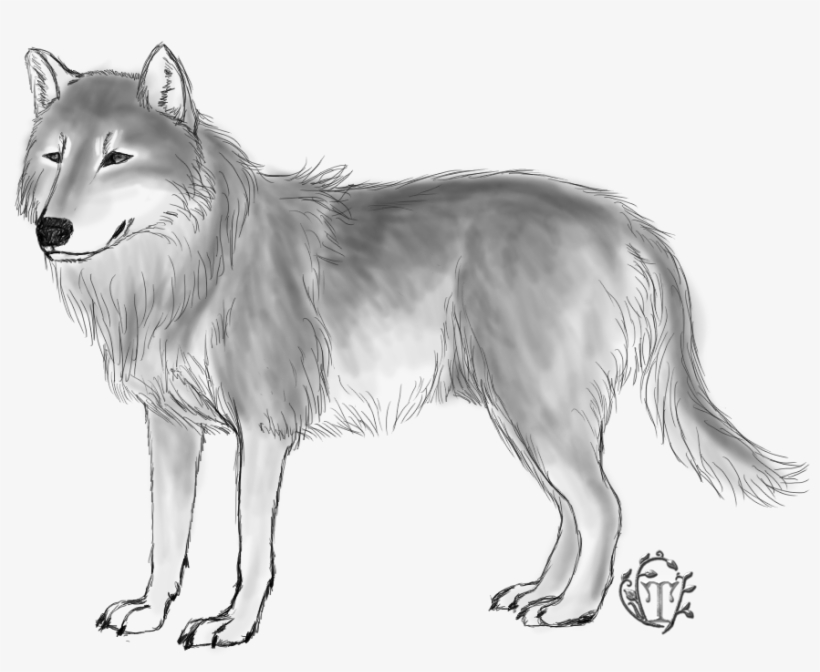 Wolf - Czechoslovakian Wolfdog, transparent png download