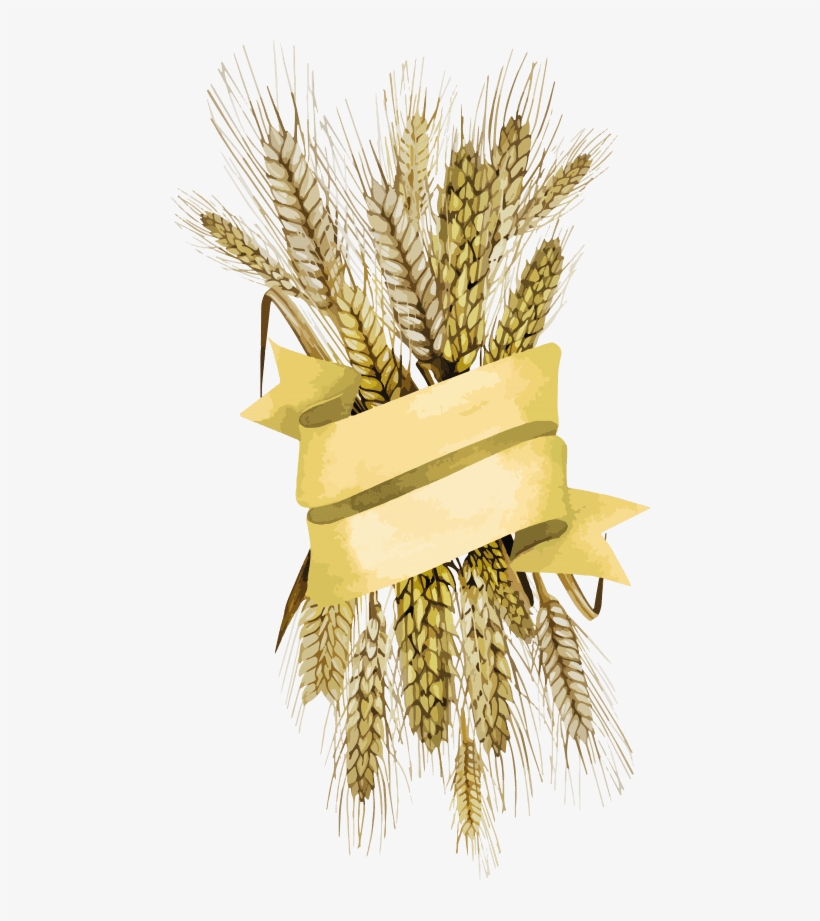 Download Wheat Png Images Background - Cereal, transparent png download