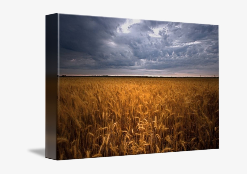 Wheat Field Png - Field, transparent png download