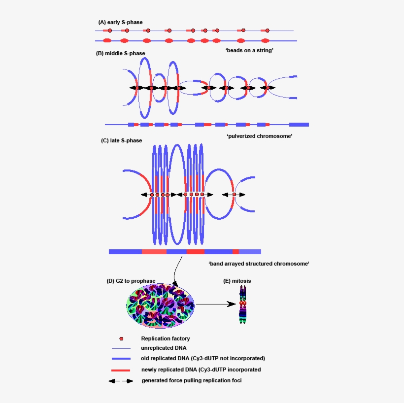 Entering In Mitosis, These Chromosomes Would Condense - Chromosome Appearance In G2, transparent png download