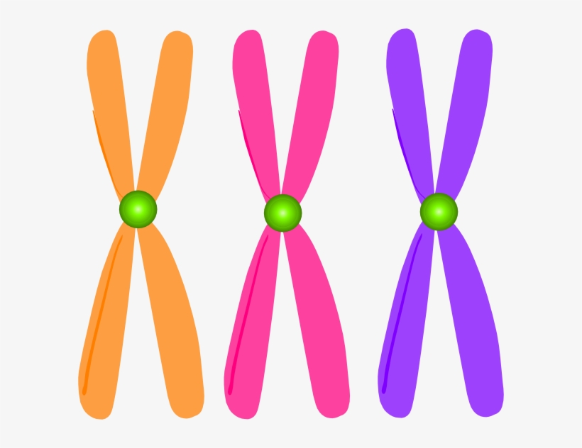 Chromosomes Clip Art - Clip Art Chromosomes Png, transparent png download