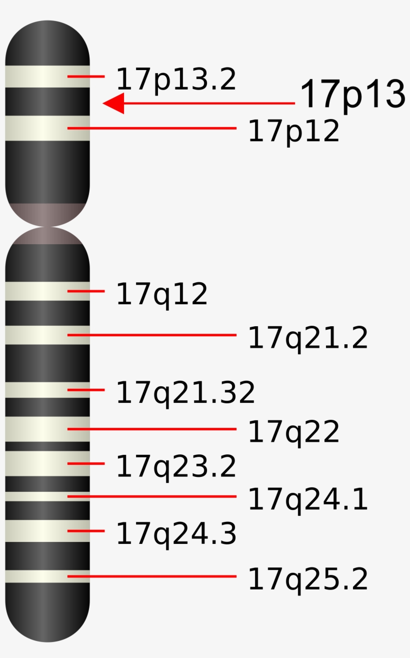 Ucsd Cystine Determination Laboratory - Chromosome 17, transparent png download