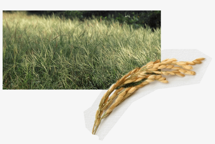 Dense Growth Of Natural Wild Rice In Cambodia - Sweet Grass, transparent png download