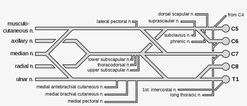 File - Brachial Plexus - Svg - Brachial Plexus With Colors, transparent png download