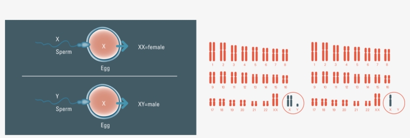Chromosome Conditions Chromosome Conditions - Diagram, transparent png download