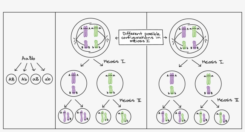 1) How An Aabb Individual Is Proposed To Make Four - Diagrama De La Teoria Cromosomica De La Herencia, transparent png download