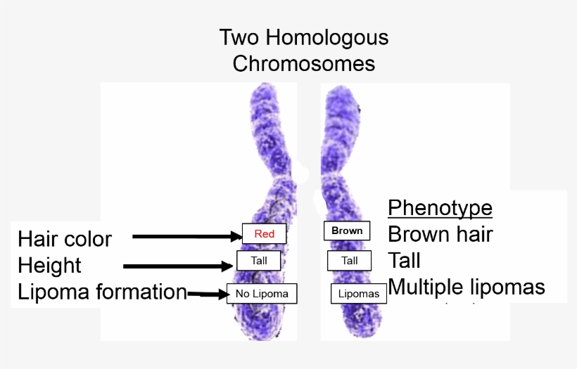 Two Homologous Chromosomes Illustrating Alleles For - Multiple Alleles On Chromosome, transparent png download