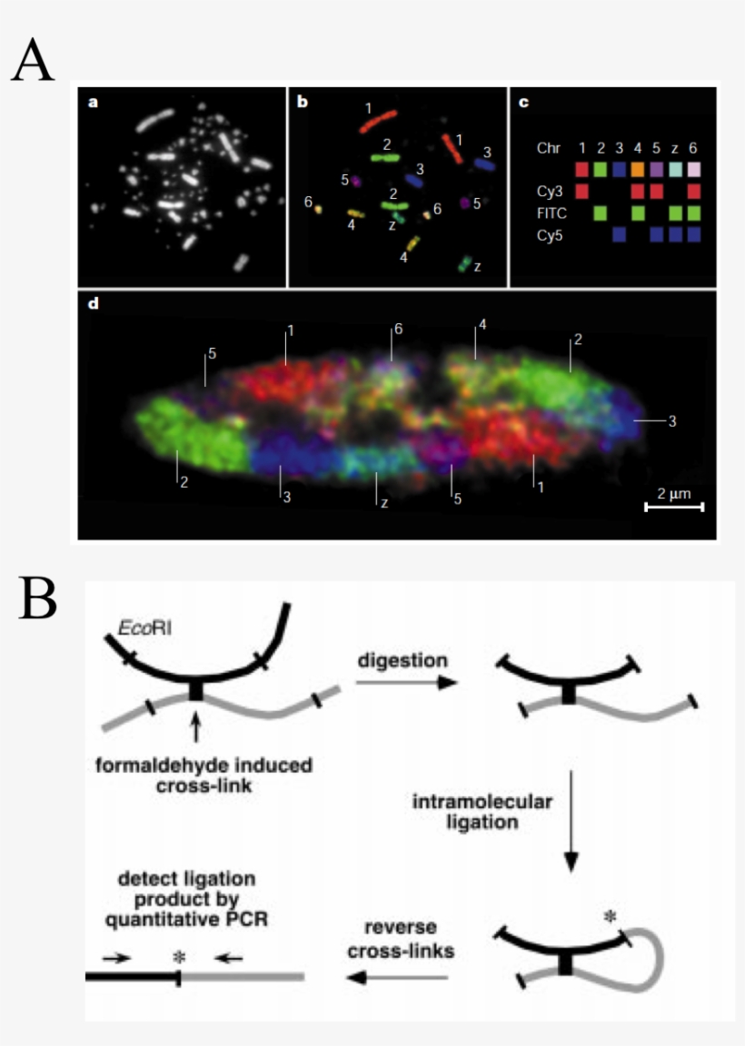 Chromosome Territories In Chicken - Chromosome Territories, transparent png download