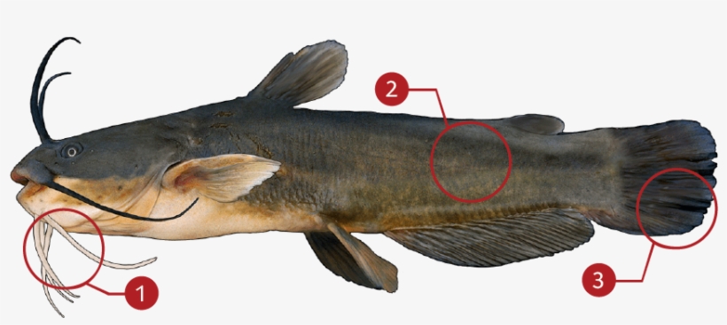 How To Identify A Yellow Bullhead - Mangoor Fish Png, transparent png download