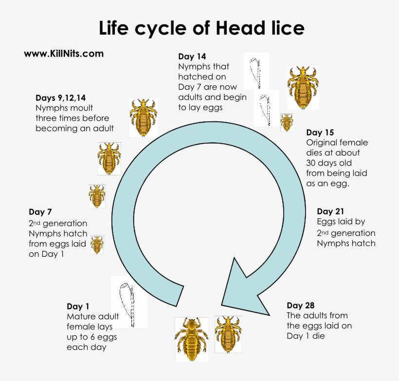 Head Lice Life Cycle