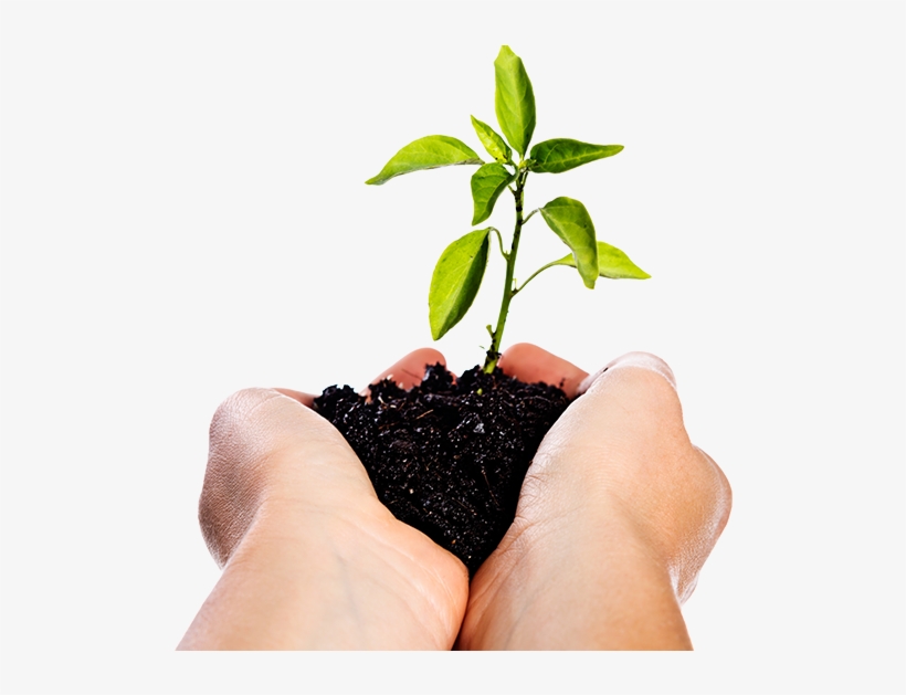 Image Of Hands Holding A Seedling - Manos Con Tierra Png, transparent png download