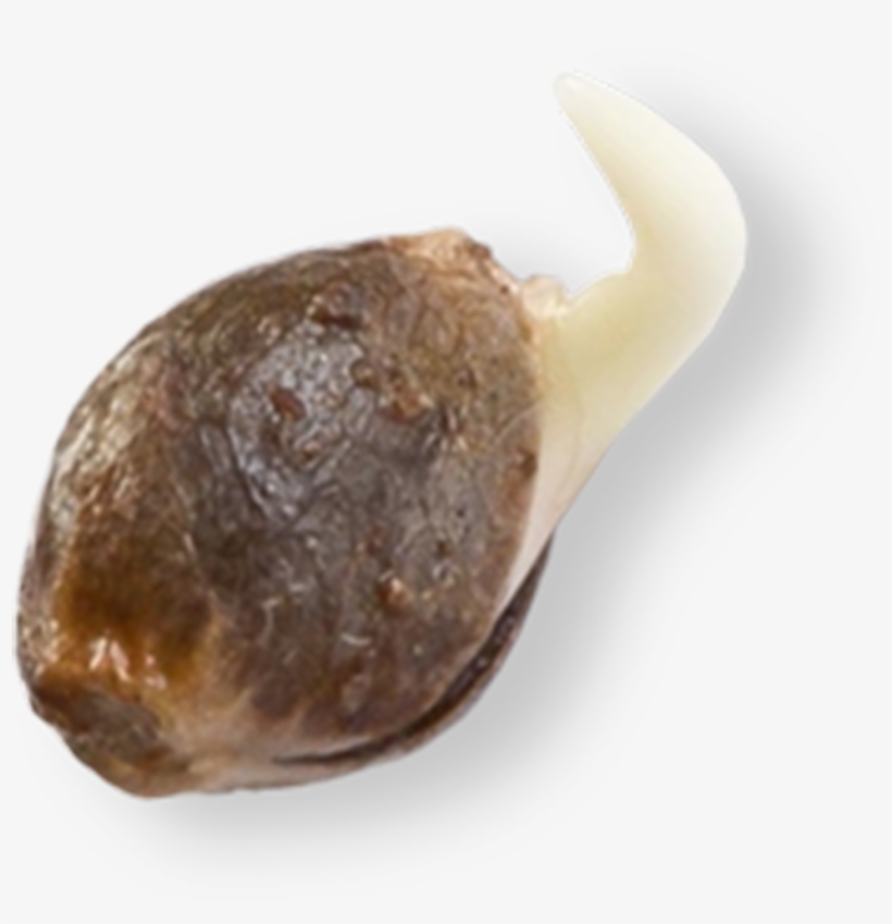 Original - Vegetable, transparent png download