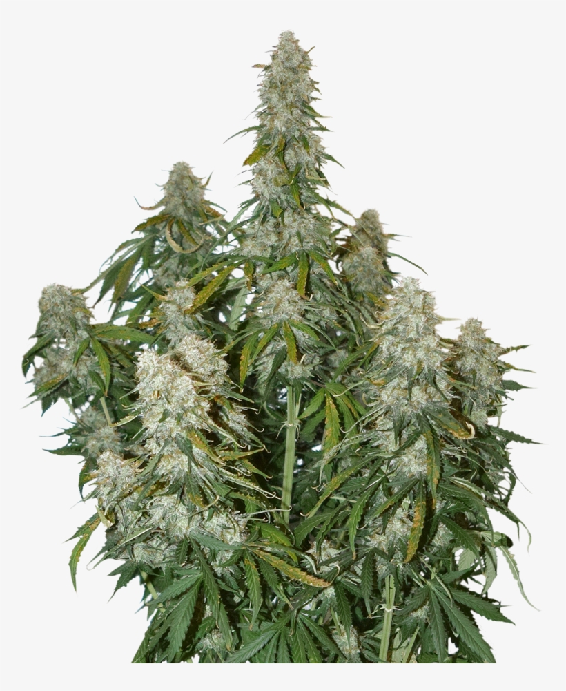 Big Bud Marijuana Seeds - Big Bud Seed Stockers, transparent png download