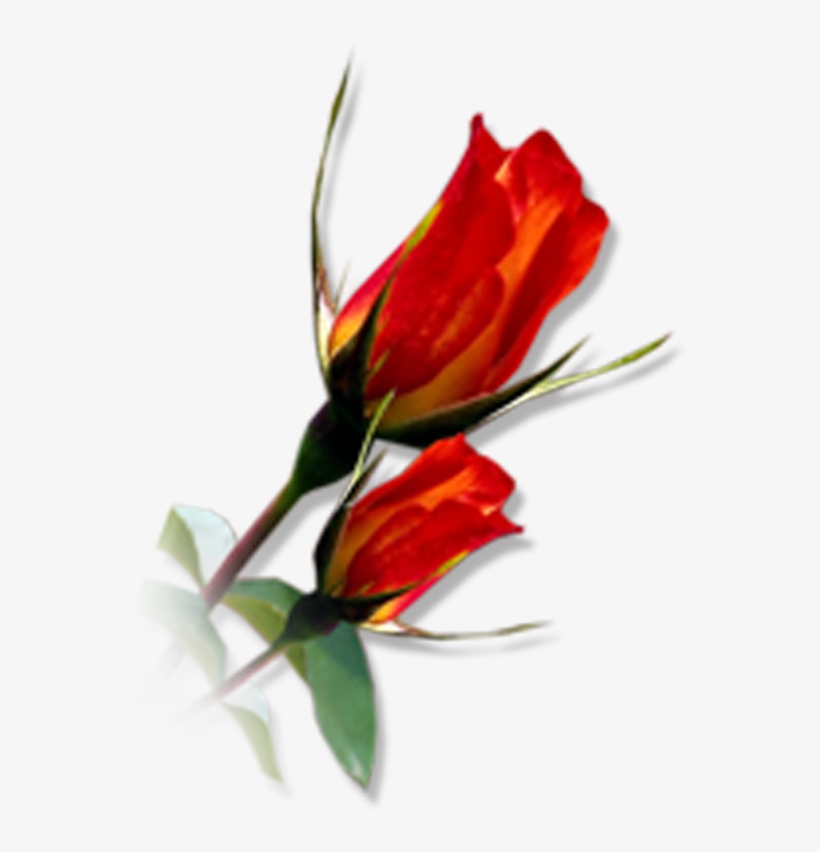 Photoshop Frames Wallpapers Designs - Anthurium, transparent png download