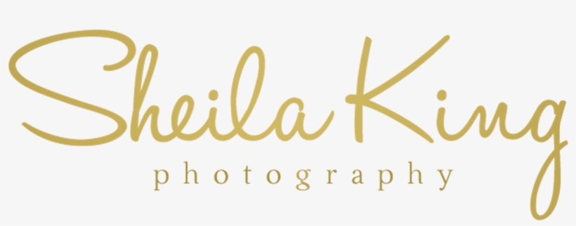 Sheila King Photography - Lillstreet Art Center, transparent png download