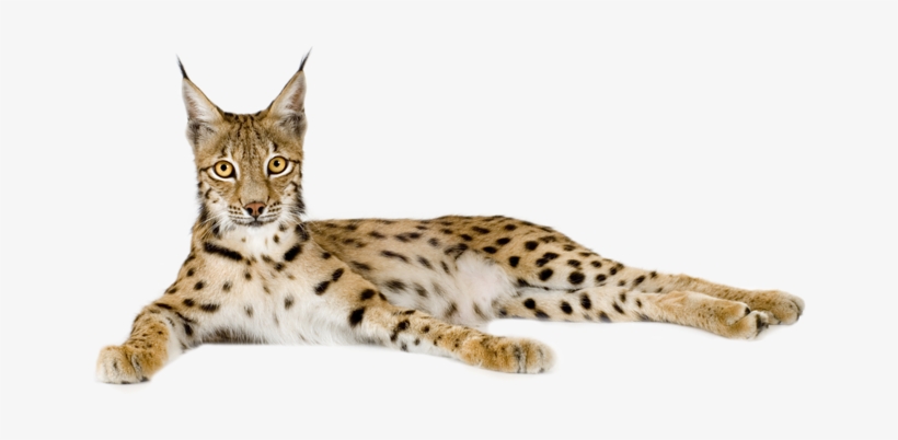 Lynx Png - Eurasian Lynx Png, transparent png download