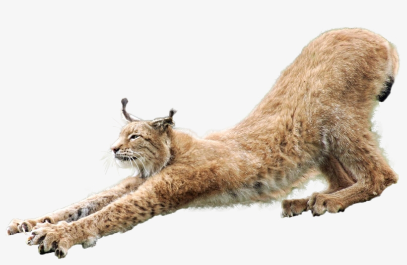 Download - Lynx Png, transparent png download