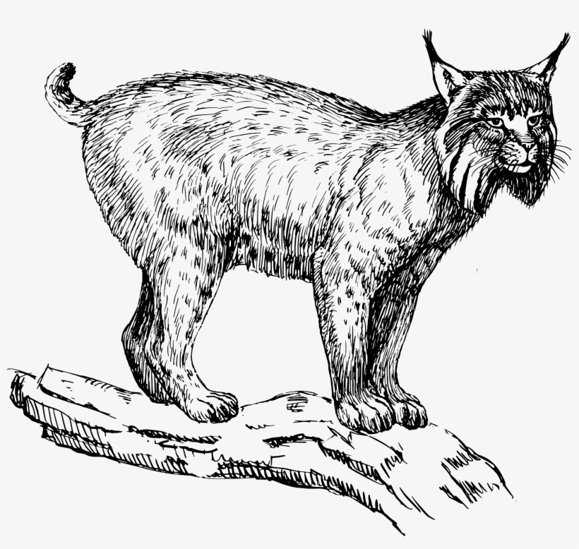 Big Image - Lynx Clipart, transparent png download