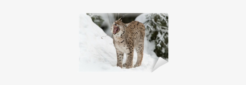 Eurasischer Luchs, Eurasian Lynx, Lynx Lynx Wall Mural - Eurasian Lynx, transparent png download