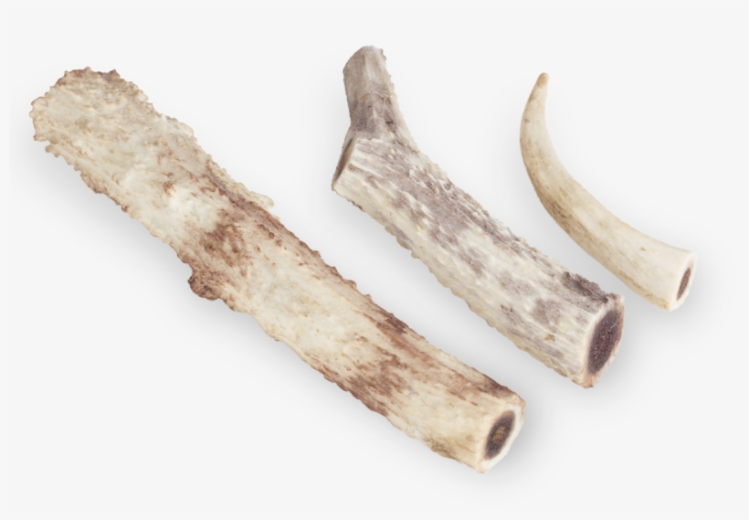 Deer Antlers, transparent png download