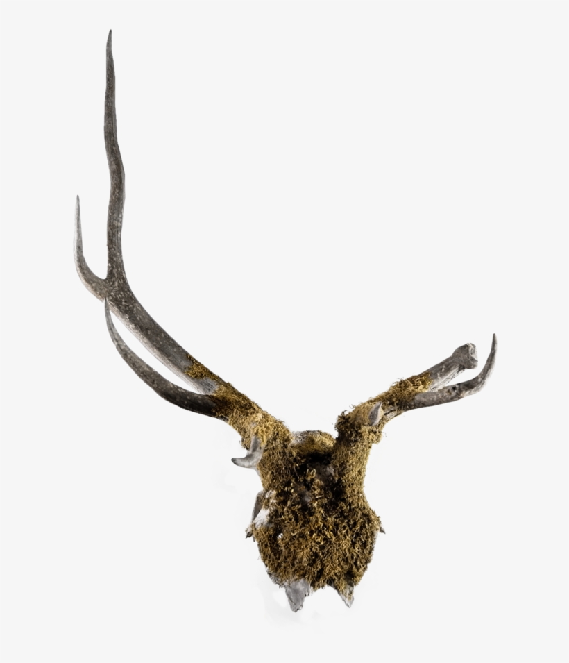Mossy Deer Antler Mount, transparent png download