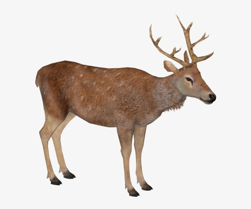 Barbary Deer M - Wiki, transparent png download