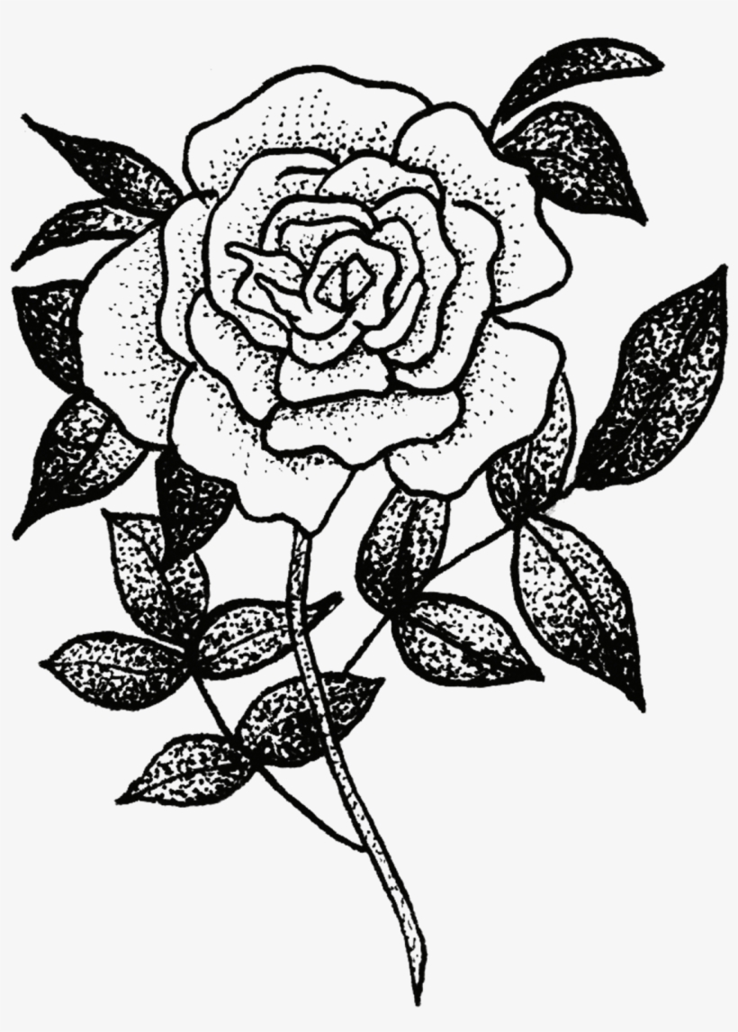 Rose - Sketch Of Flora And Fauna, transparent png download