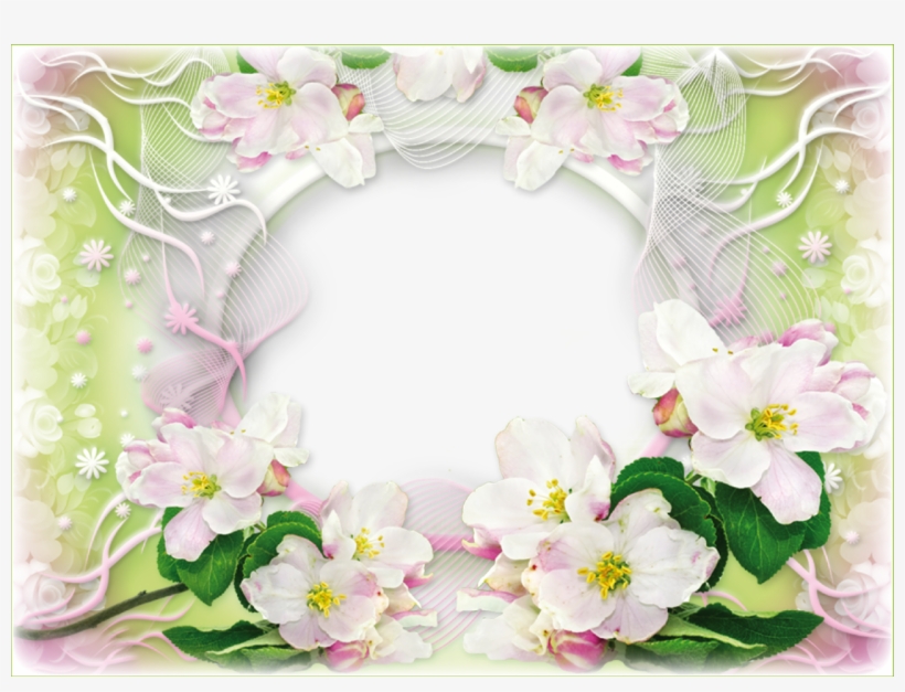 Hd Wallpaper, Moldings, Frames, Backgrounds, Background - Primula, transparent png download