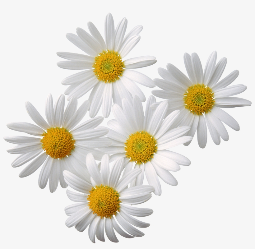 6 2 Flowers Png - Chamomile Png, transparent png download