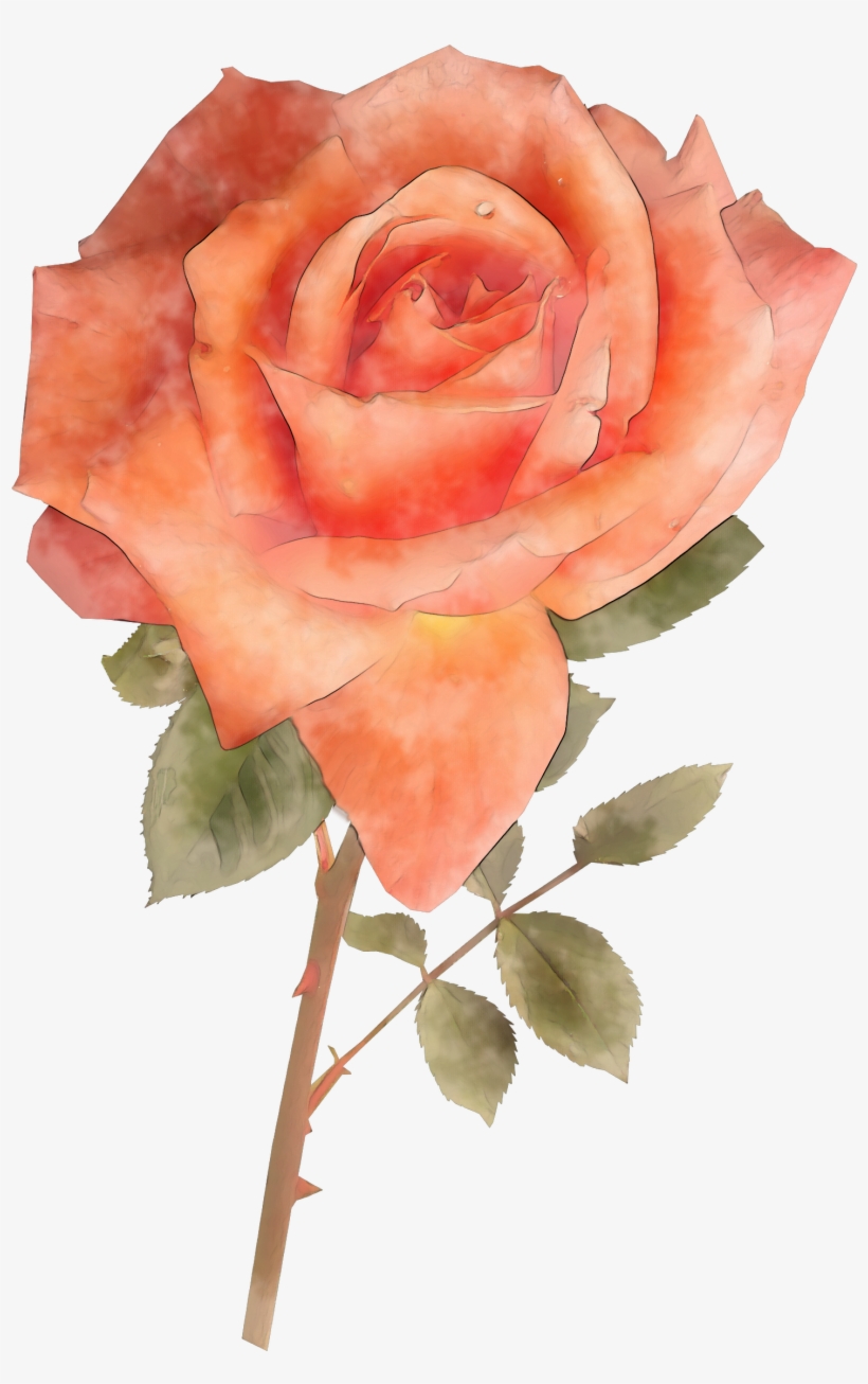 Watercolor Pink Rose Flower For Free - Floribunda, transparent png download
