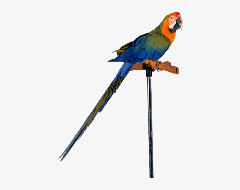 鹦鹉, transparent png download