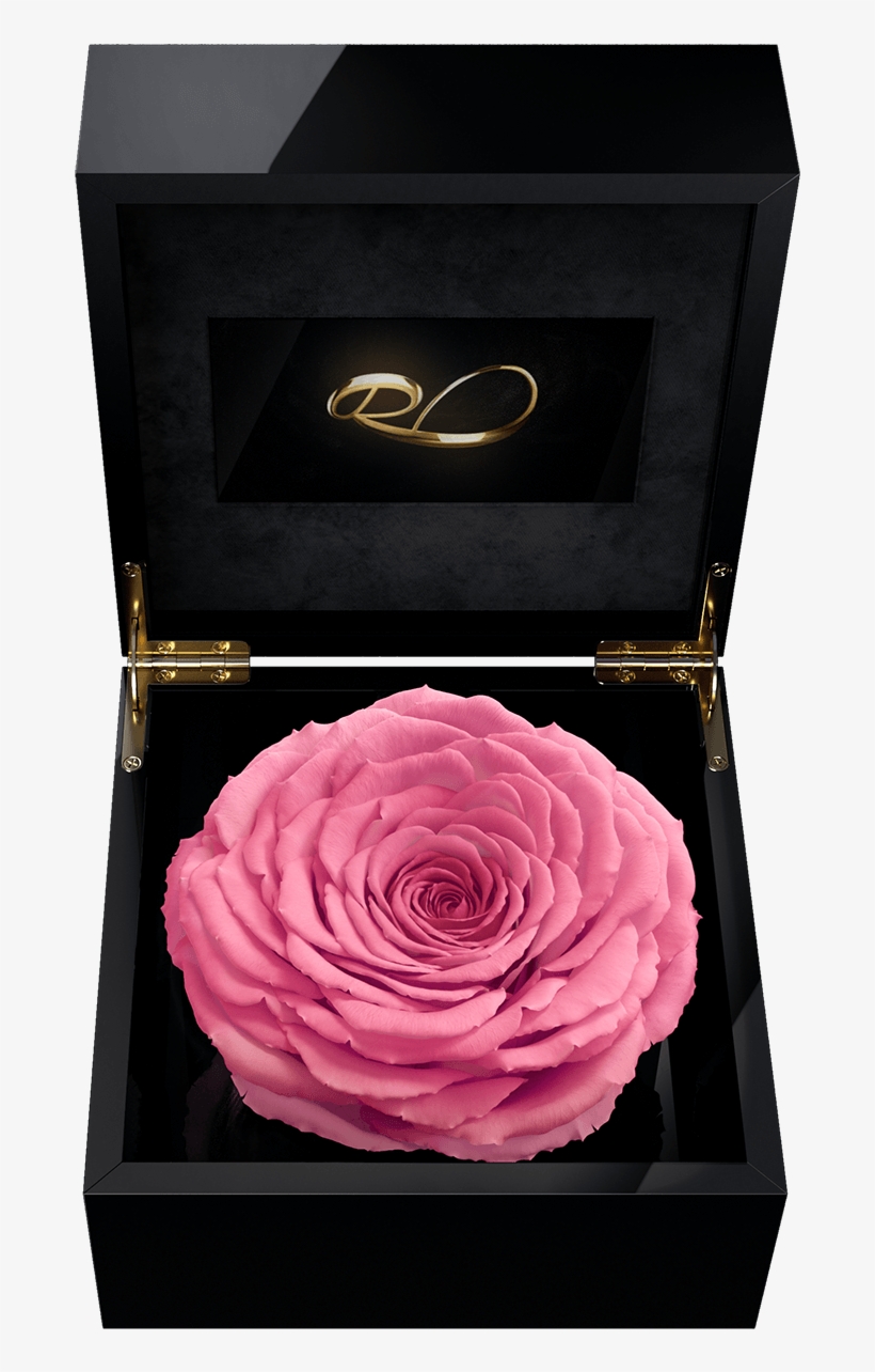 Luxury Video Flower Box Magna With A Xl Preserved Pink - Rose, transparent png download