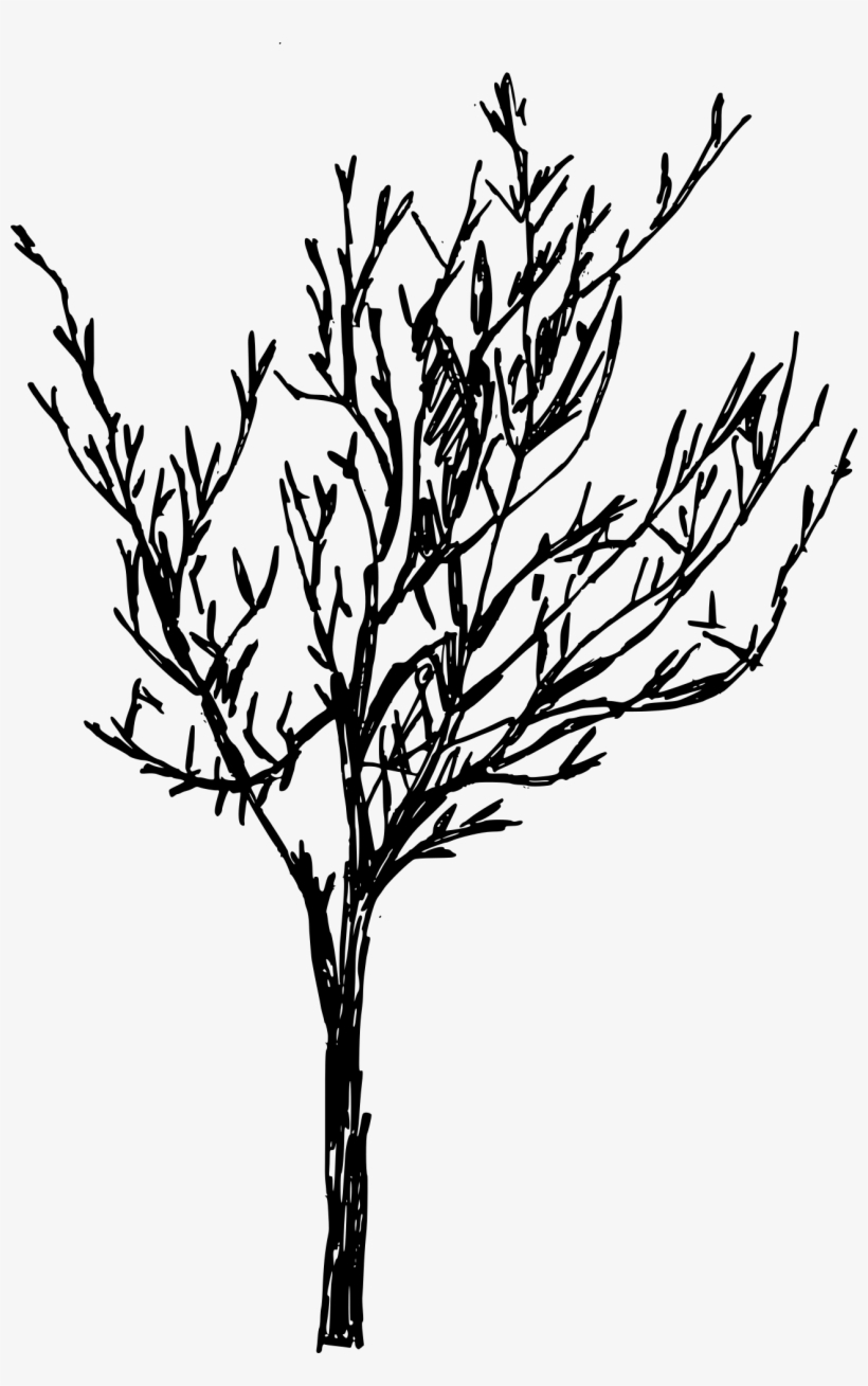 Free Download - Twig, transparent png download